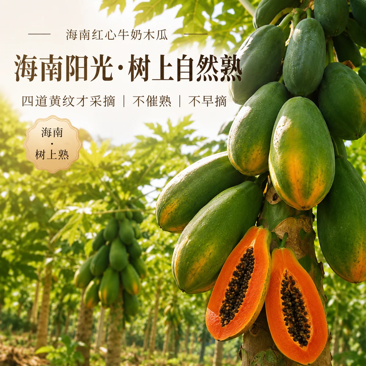 海南红心牛奶木瓜【礼盒装】