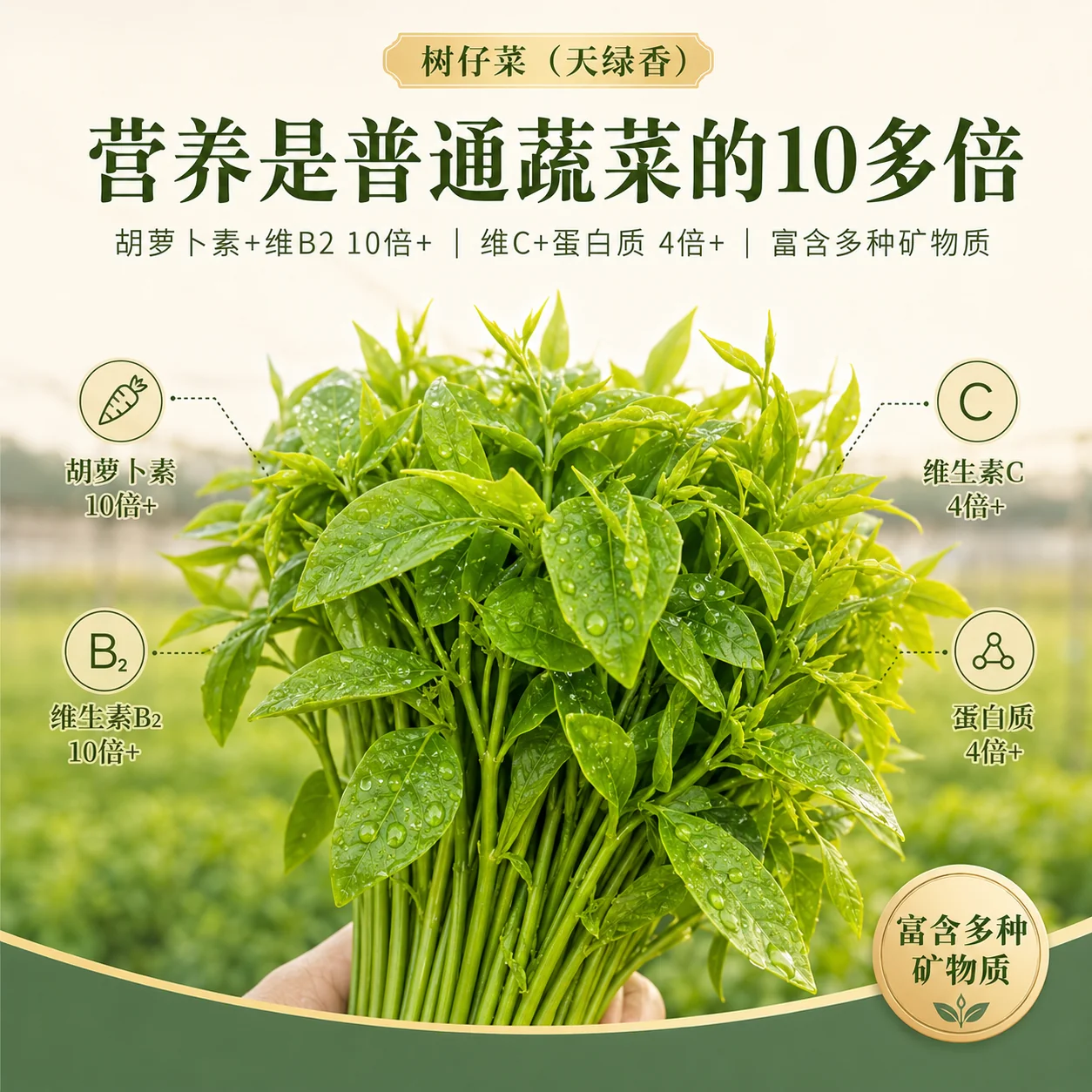 海南新鲜树仔菜绿色蔬菜空运到家