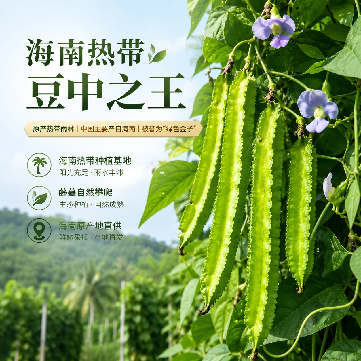 海南新鲜现摘四角豆圆通空运现摘现发